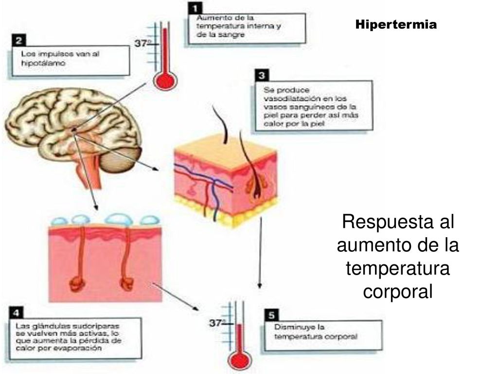 Respuesta al aumento de la temperatura corporal