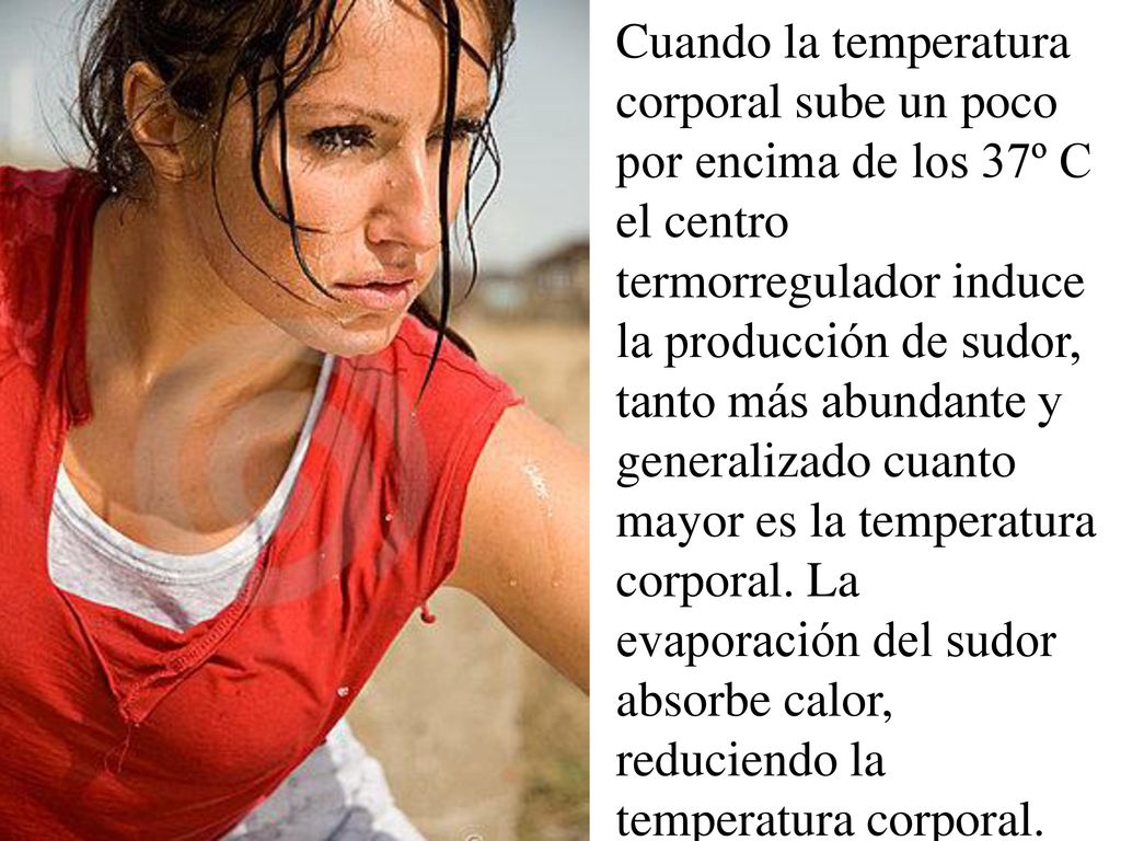 Cuando la temperatura corporal sube un poco por encima de los 37º C el centro termorregulador induce la producción de sudor, tanto más abundante y generalizado cuanto mayor es la temperatura corporal.