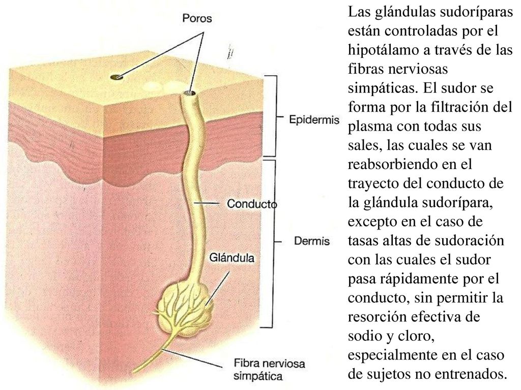 Las glándulas sudoríparas están controladas por el hipotálamo a través de las fibras nerviosas simpáticas.