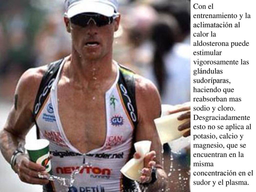 Con el entrenamiento y la aclimatación al calor la aldosterona puede estimular vigorosamente las glándulas sudoríparas, haciendo que reabsorban mas sodio y cloro.