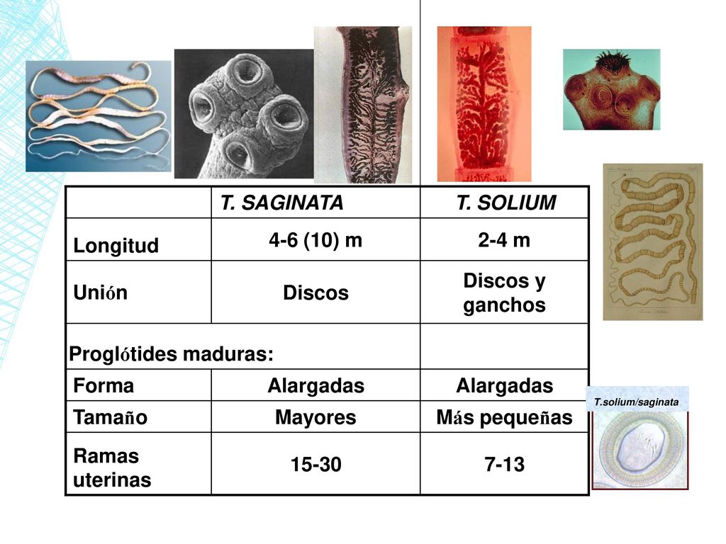 T. SAGINATA T. SOLIUM Longitud 4-6 (10) m 2-4 m Unión Discos