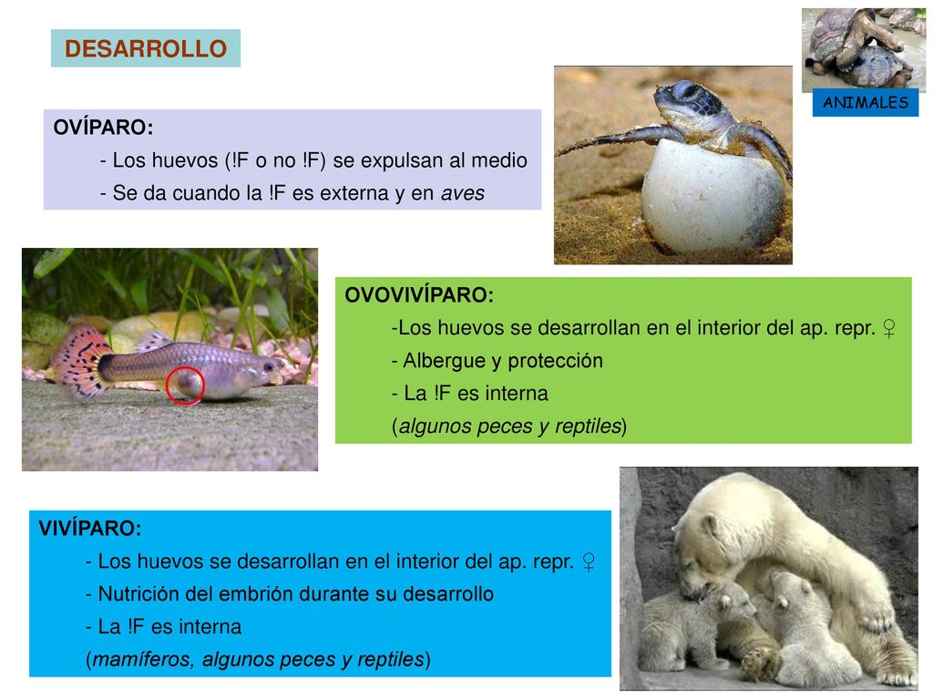 DESARROLLO OVÍPARO: - Los huevos (!F o no !F) se expulsan al medio