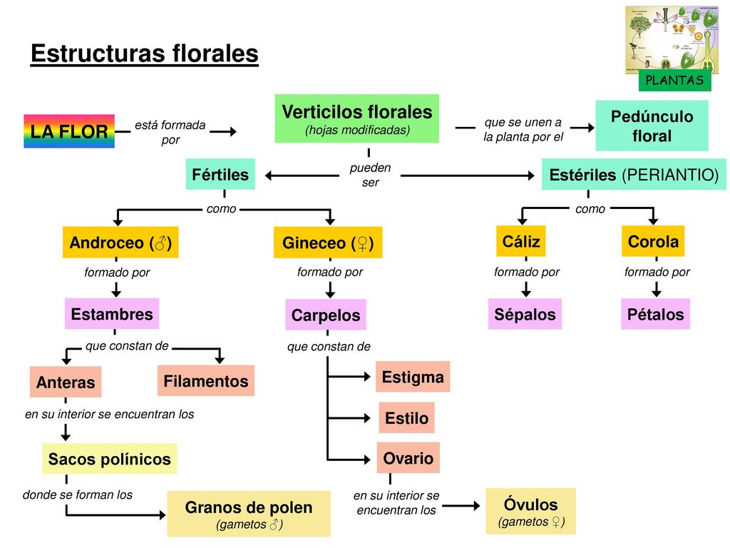 Estructuras florales Verticilos florales LA FLOR Pedúnculo floral