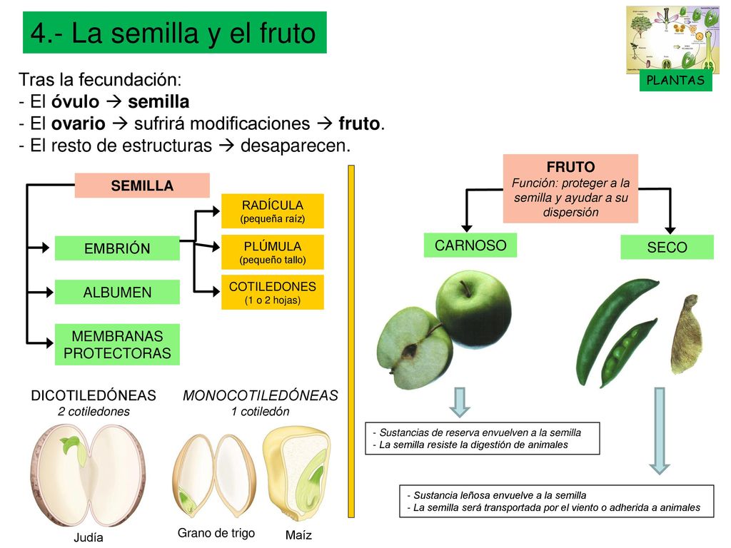 4.- La semilla y el fruto Tras la fecundación: El óvulo  semilla