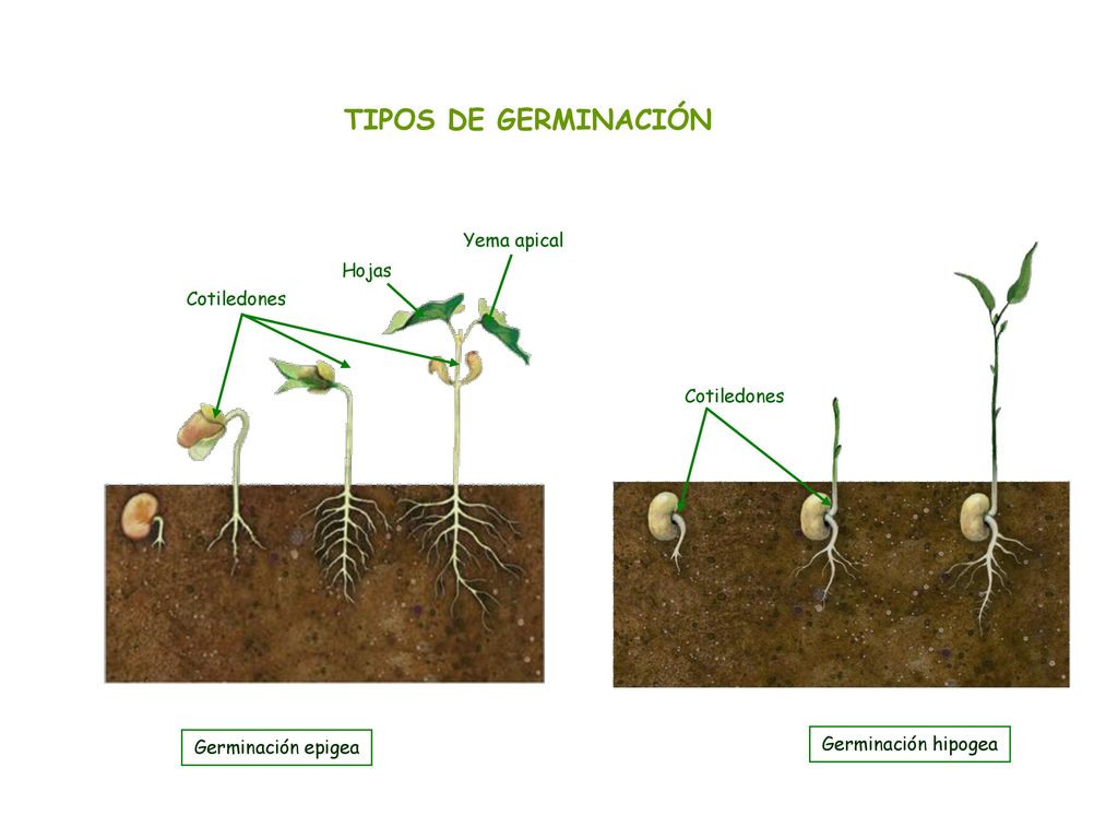 TIPOS DE GERMINACIÓN Yema apical Hojas Cotiledones Cotiledones