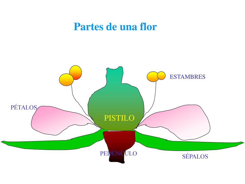 Partes de una flor ESTAMBRES PÉTALOS PISTILO PEDÚNCULO SÉPALOS
