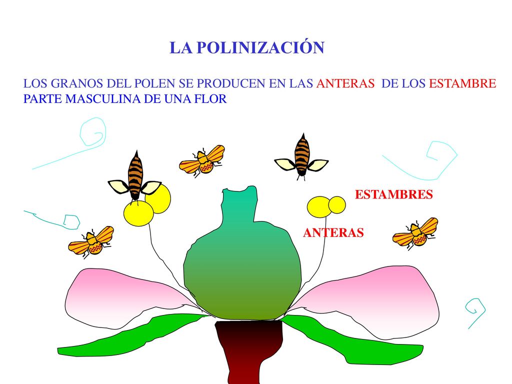 LA POLINIZACIÓN LOS GRANOS DEL POLEN SE PRODUCEN EN LAS ANTERAS DE LOS ESTAMBRE. PARTE MASCULINA DE UNA FLOR.