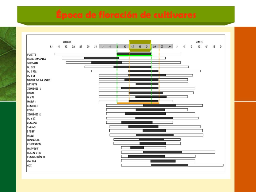 Clasificación del aguacate según la época del día que florecen.