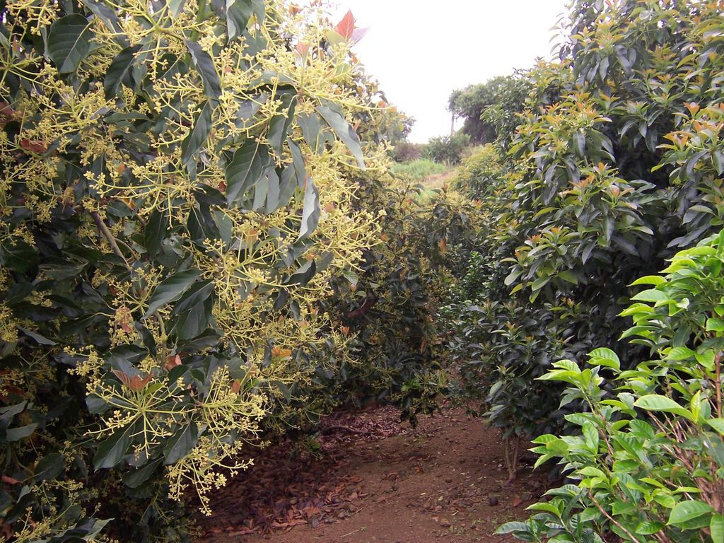 La polinización Factor limitante en la producción del cultivo de aguacate.