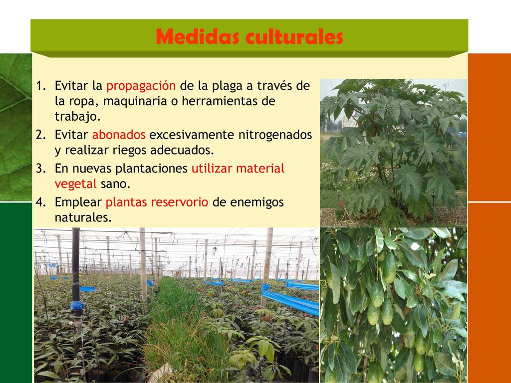 Medidas culturales Evitar la propagación de la plaga a través de la ropa, maquinaria o herramientas de trabajo.