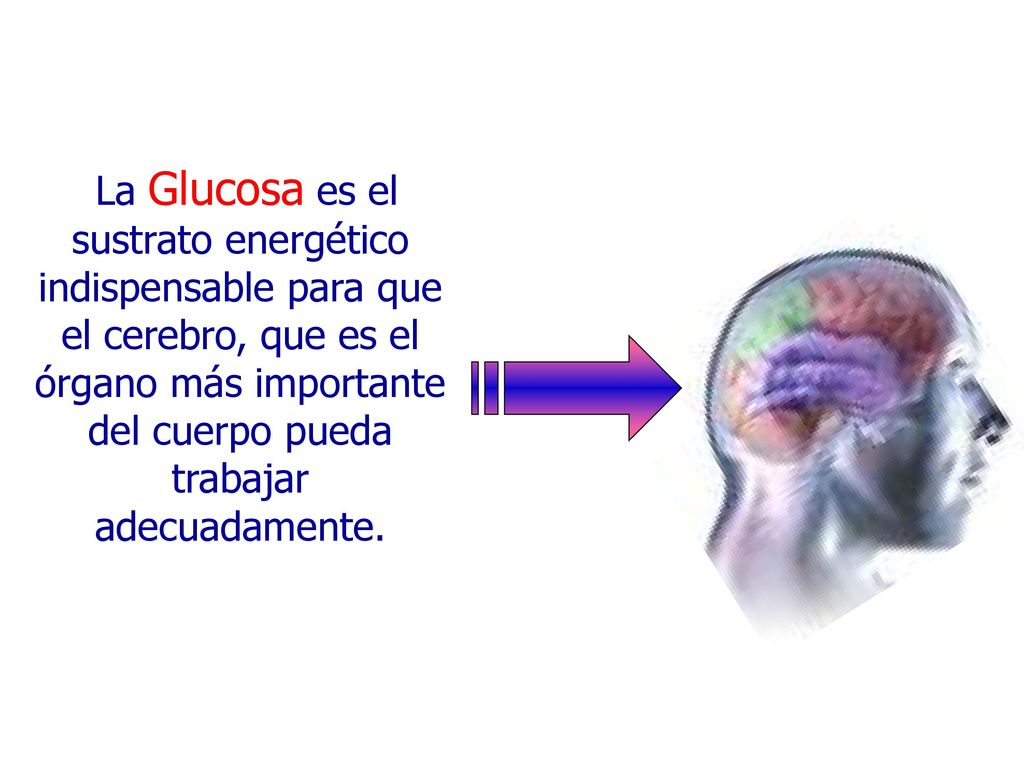 La Glucosa es el sustrato energético indispensable para que el cerebro, que es el órgano más importante del cuerpo pueda trabajar adecuadamente.