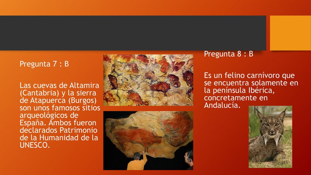 Pregunta 8 : B Es un felino carnívoro que se encuentra solamente en la península Ibérica, concretamente en Andalucía.