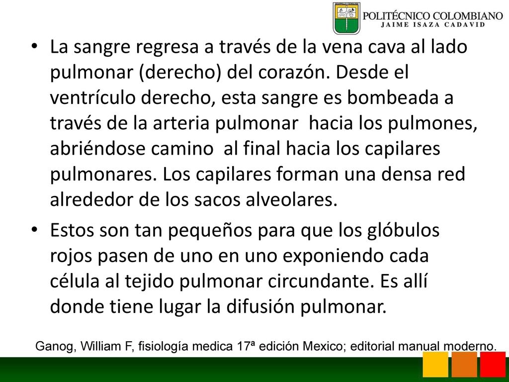 La sangre regresa a través de la vena cava al lado pulmonar (derecho) del corazón. Desde el ventrículo derecho, esta sangre es bombeada a través de la arteria pulmonar hacia los pulmones, abriéndose camino al final hacia los capilares pulmonares. Los capilares forman una densa red alrededor de los sacos alveolares.