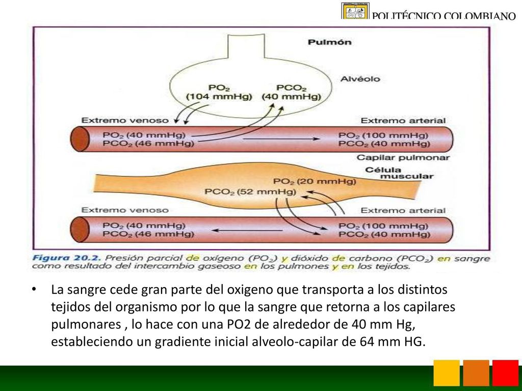 La sangre cede gran parte del oxigeno que transporta a los distintos tejidos del organismo por lo que la sangre que retorna a los capilares pulmonares , lo hace con una PO2 de alrededor de 40 mm Hg, estableciendo un gradiente inicial alveolo-capilar de 64 mm HG.