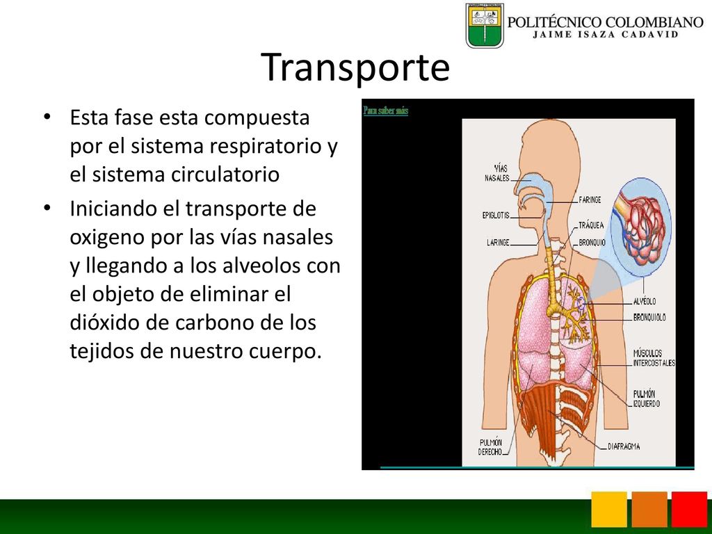 Transporte Esta fase esta compuesta por el sistema respiratorio y el sistema circulatorio.