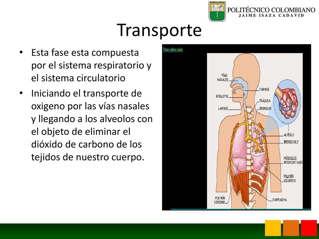 TRANSPORTE Y DIFUSION DE LOS GASES EN REPOSO Y DURANTE EL EJERCICIO - ppt  video online descargar