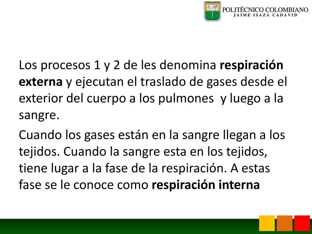 Los procesos 1 y 2 de les denomina respiración externa y ejecutan el traslado de gases desde el exterior del cuerpo a los pulmones y luego a la sangre.
