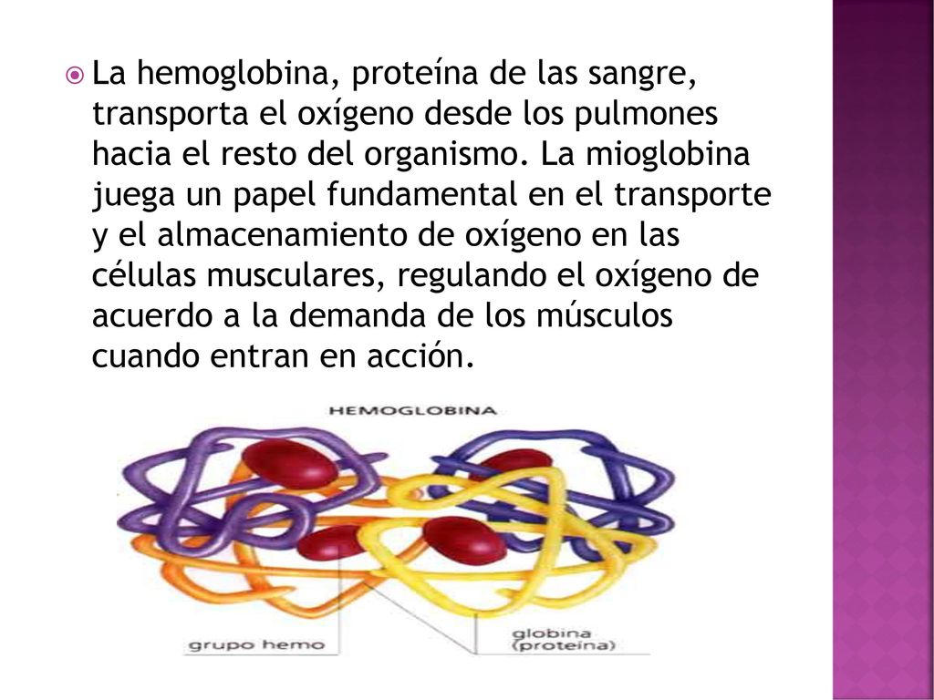 La hemoglobina, proteína de las sangre, transporta el oxígeno desde los pulmones hacia el resto del organismo.