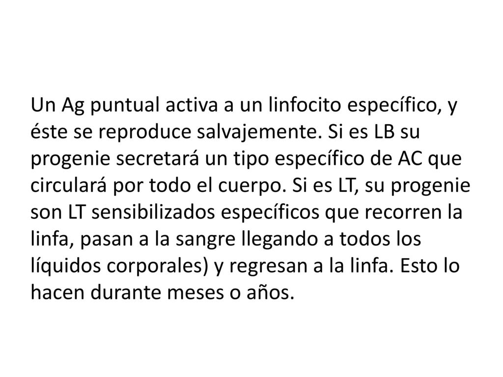 Un Ag puntual activa a un linfocito específico, y éste se reproduce salvajemente.