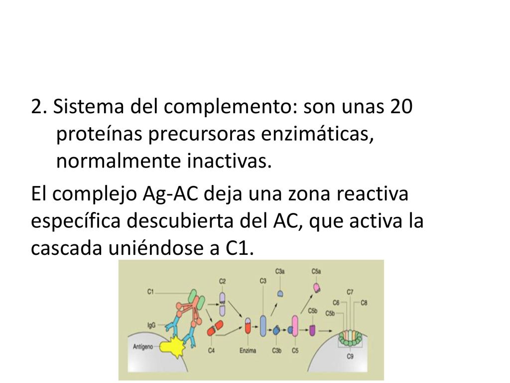 2. Sistema del complemento: son unas 20 proteínas precursoras enzimáticas, normalmente inactivas.