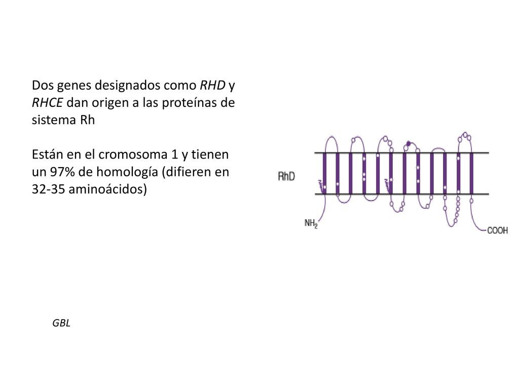 Dos genes designados como RHD y RHCE dan origen a las proteínas de sistema Rh