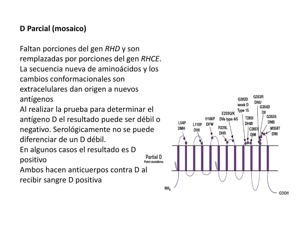 D Parcial (mosaico) Faltan porciones del gen RHD y son remplazadas por porciones del gen RHCE.