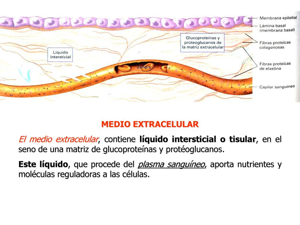 MEDIO EXTRACELULAR El medio extracelular, contiene líquido intersticial o tisular, en el seno de una matriz de glucoproteínas y protéoglucanos.