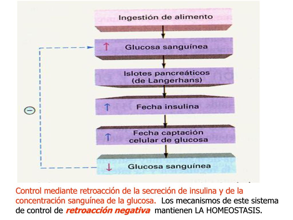 Control mediante retroacción de la secreción de insulina y de la concentración sanguínea de la glucosa.