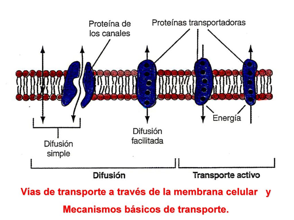 Vías de transporte a través de la membrana celular y