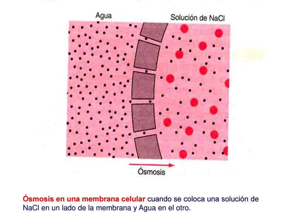Ósmosis en una membrana celular cuando se coloca una solución de NaCl en un lado de la membrana y Agua en el otro.