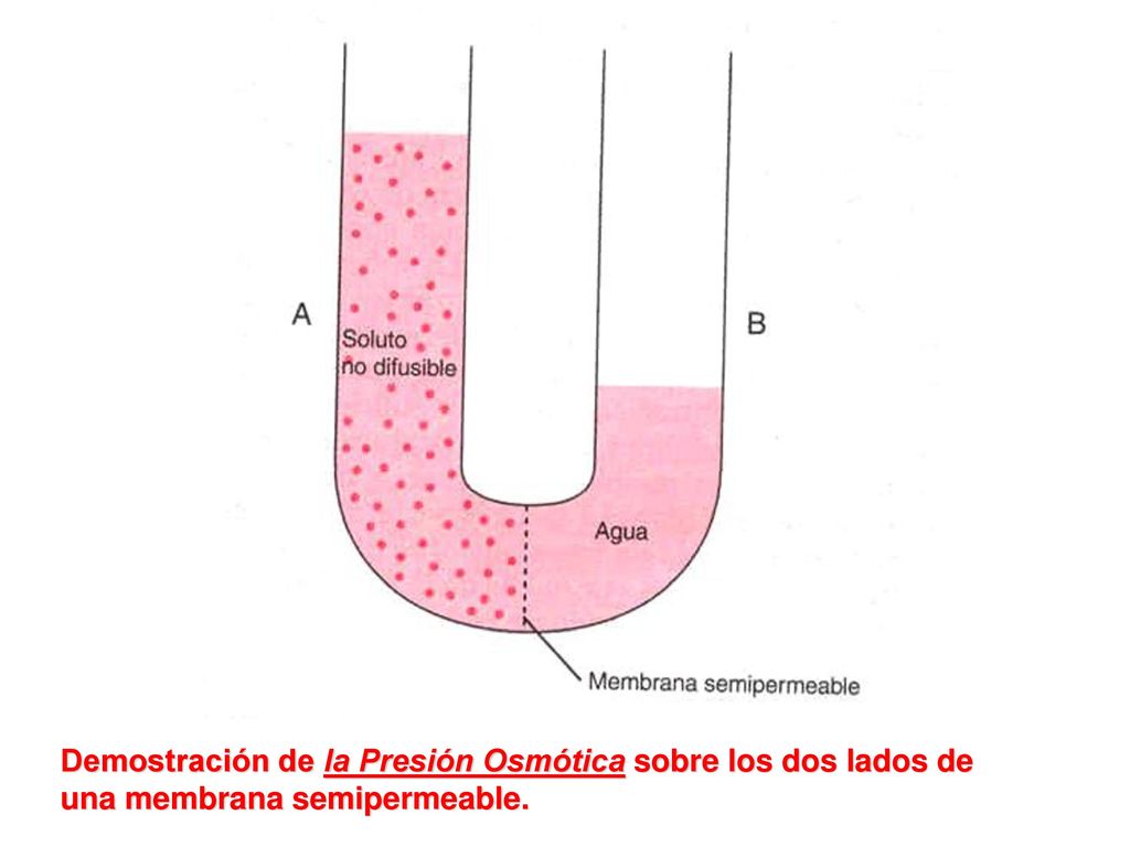 Demostración de la Presión Osmótica sobre los dos lados de una membrana semipermeable.