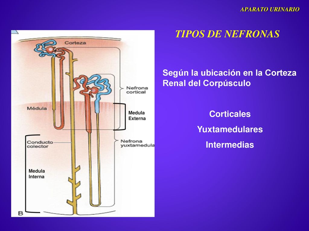 APARATO URINARIO TIPOS DE NEFRONAS. Según la ubicación en la Corteza Renal del Corpúsculo. Corticales.