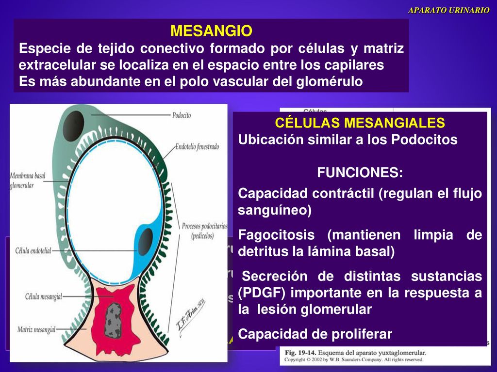 APARATO URINARIO MESANGIO. Especie de tejido conectivo formado por células y matriz extracelular se localiza en el espacio entre los capilares.