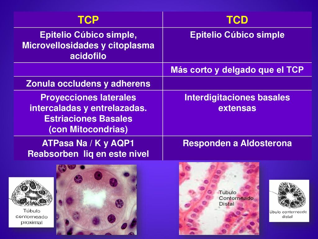 TCP TCD. Epitelio Cúbico simple, Microvellosidades y citoplasma acidofilo. Epitelio Cúbico simple.