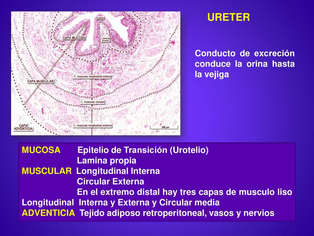 URETER Conducto de excreción conduce la orina hasta la vejiga