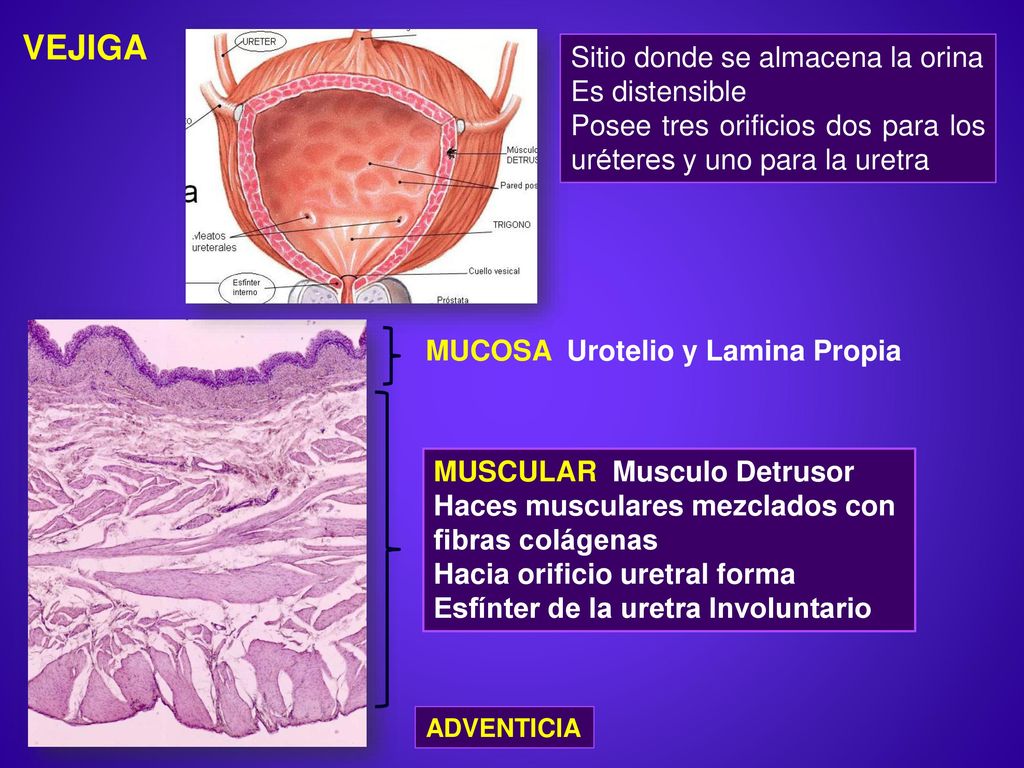 VEJIGA Sitio donde se almacena la orina Es distensible