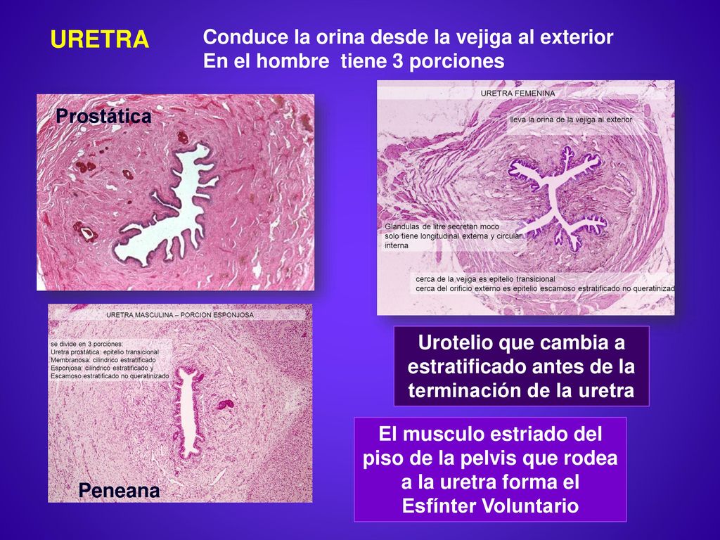 URETRA Conduce la orina desde la vejiga al exterior