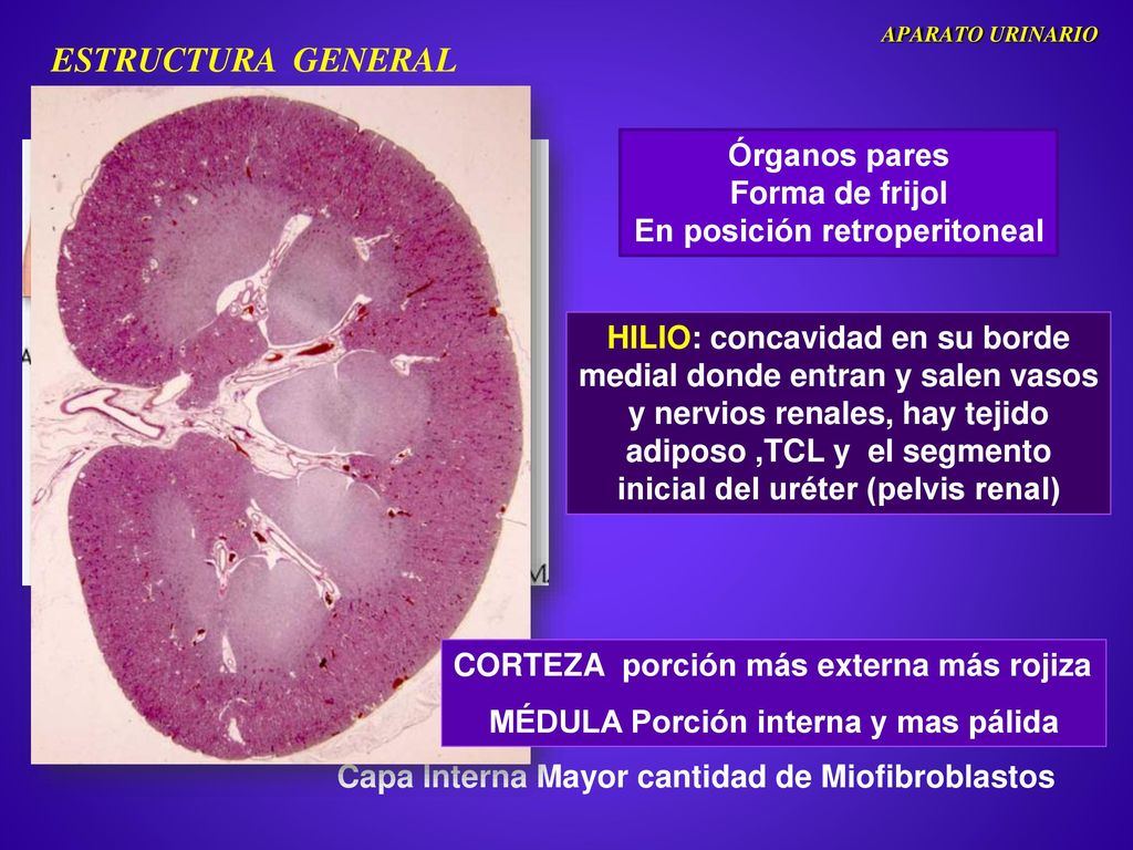 En posición retroperitoneal MÉDULA Porción interna y mas pálida