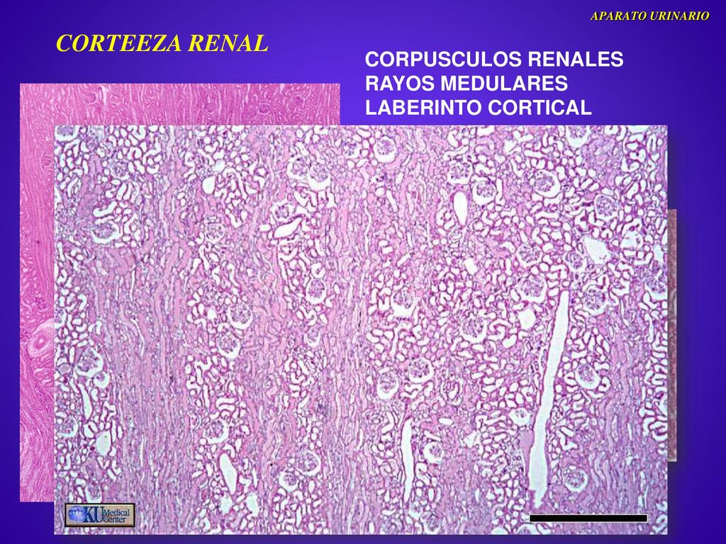 CORTEEZA RENAL CORPUSCULOS RENALES RAYOS MEDULARES LABERINTO CORTICAL
