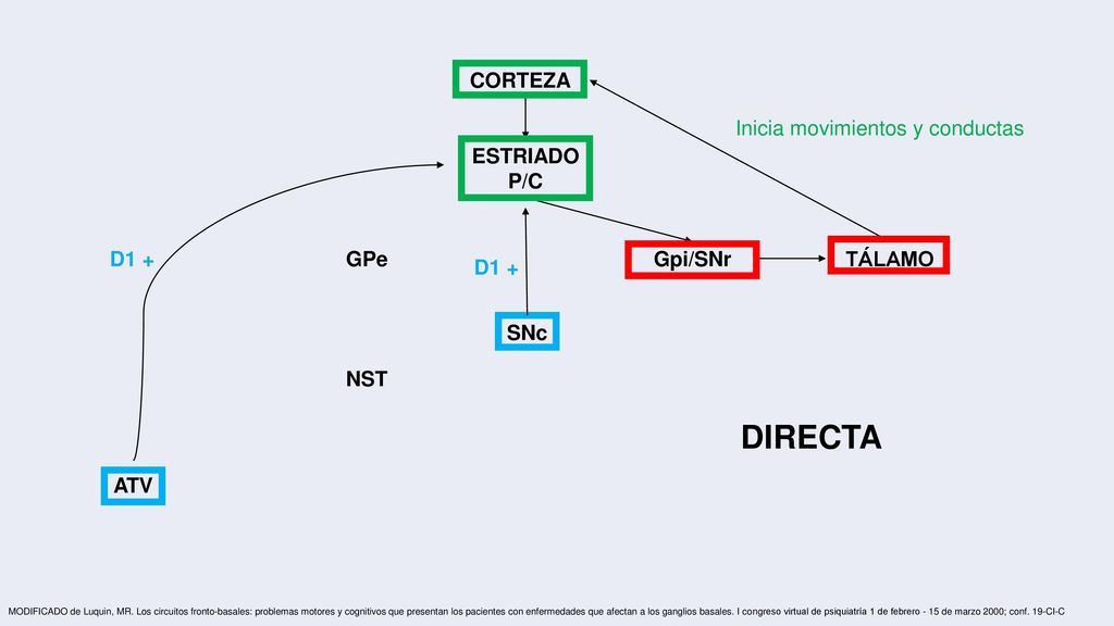 DIRECTA CORTEZA Inicia movimientos y conductas ESTRIADO P/C D1 + GPe