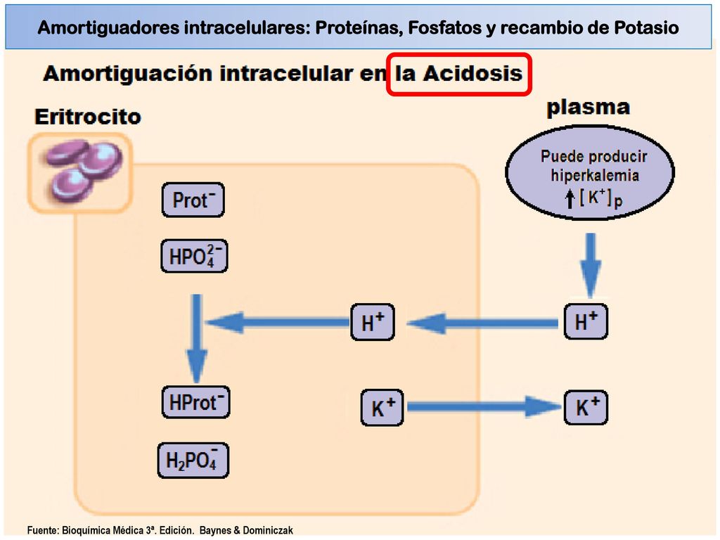 Amortiguadores intracelulares: Proteínas, Fosfatos y recambio de Potasio