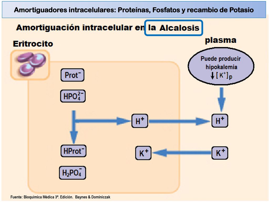 Amortiguadores intracelulares: Proteínas, Fosfatos y recambio de Potasio
