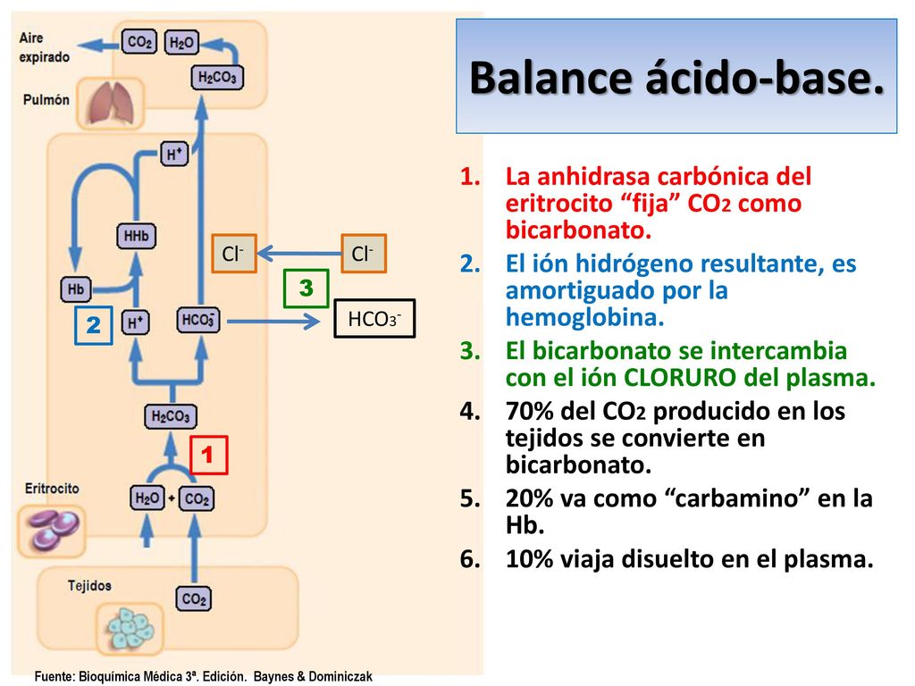 Balance ácido-base. La anhidrasa carbónica del eritrocito fija CO2 como bicarbonato.