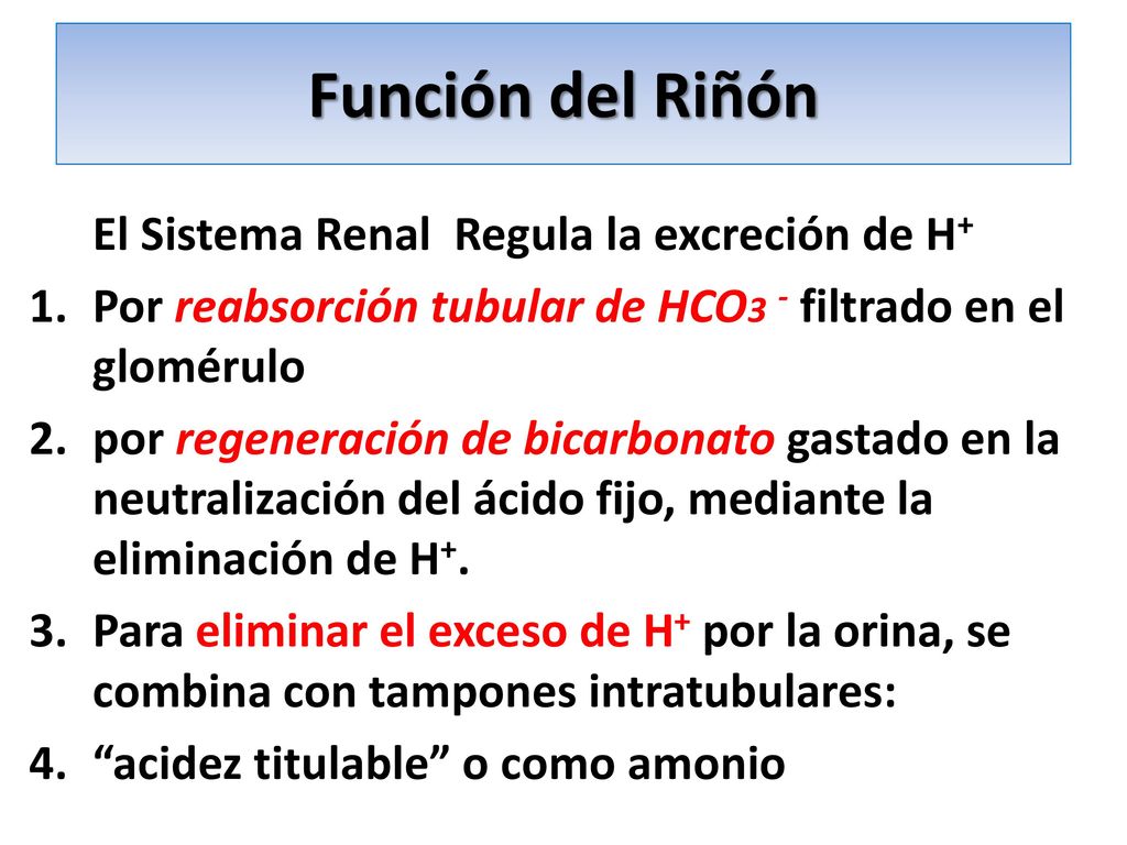 Función del Riñón El Sistema Renal Regula la excreción de H+