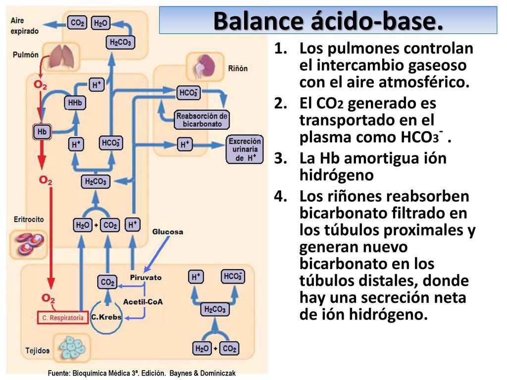 Balance ácido-base. Los pulmones controlan el intercambio gaseoso con el aire atmosférico. El CO2 generado es transportado en el plasma como HCO3- .