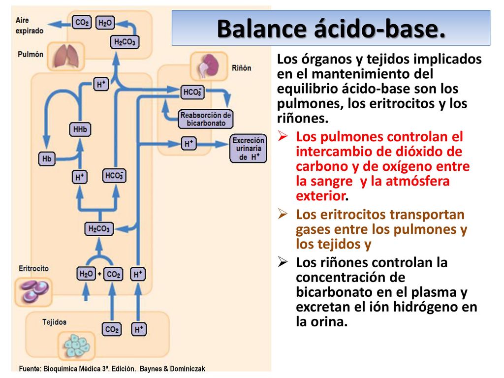 Balance ácido-base. Los órganos y tejidos implicados en el mantenimiento del equilibrio ácido-base son los pulmones, los eritrocitos y los riñones.