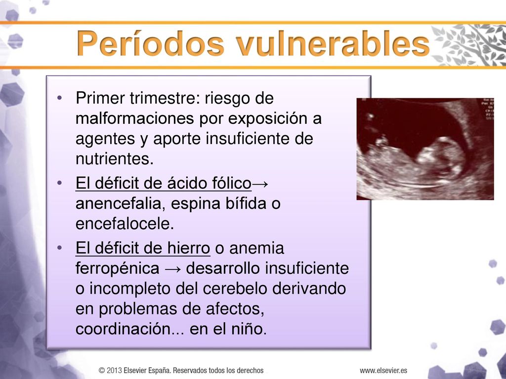 Períodos vulnerables Primer trimestre: riesgo de malformaciones por exposición a agentes y aporte insuficiente de nutrientes.