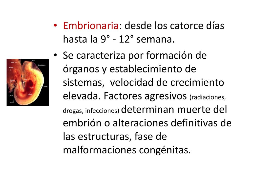 Embrionaria: desde los catorce días hasta la 9° - 12° semana.