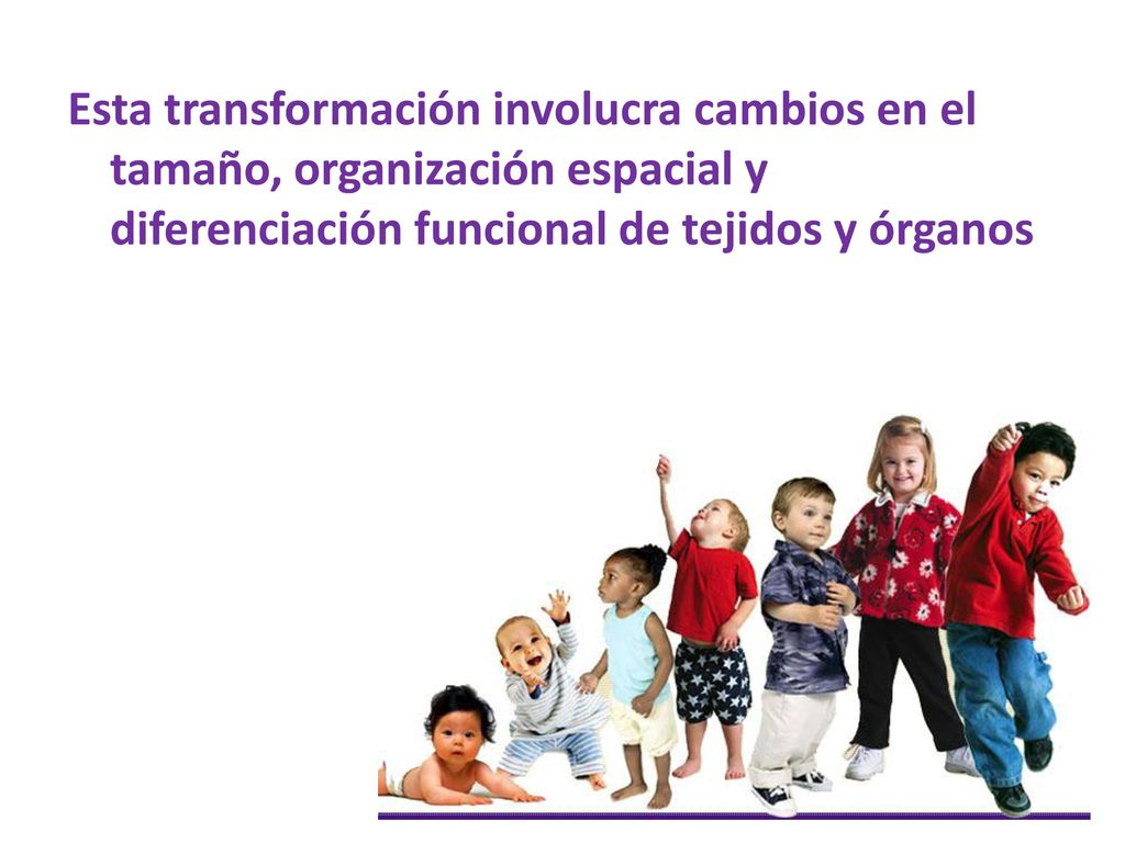 Esta transformación involucra cambios en el tamaño, organización espacial y diferenciación funcional de tejidos y órganos