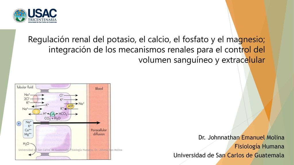 Regulación renal del potasio, el calcio, el fosfato y el magnesio; integración de los mecanismos renales para el control del volumen sanguíneo y extracelular